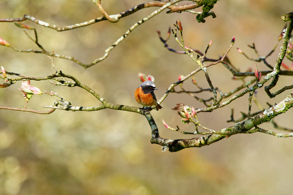 Photo of Common Redstart